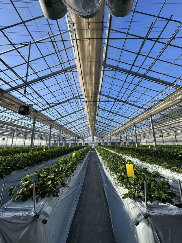 ビニールハウス内の高設栽培