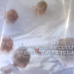 ユー・ディー オギャートレイラー ロゴ