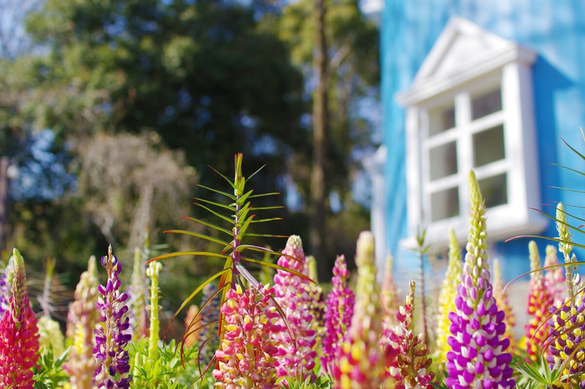 ムーミンバレーパークのスプリングルピナス