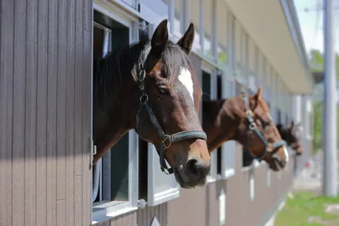 馬とのふれあいと海側客室で日高旅を満喫できる限定ステイ！新冠温泉 ホテルヒルズ「新冠IC開通記念宿泊プラン」 厩舎で穏やかに過ごす馬たち