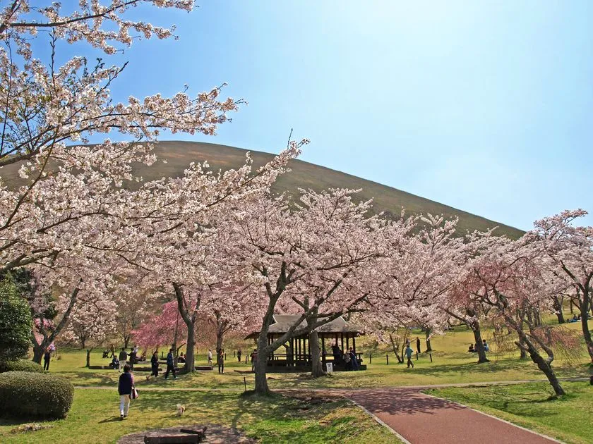 春の伊豆散策で3つの桜風景を一日で楽しめる！伊東市「ソメイヨシノ3カ所桜名所めぐりガイド」 花のトンネルのように続く伊東市内のソメイヨシノ桜並木