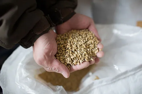 麦芽の原料を手元で確認する様子