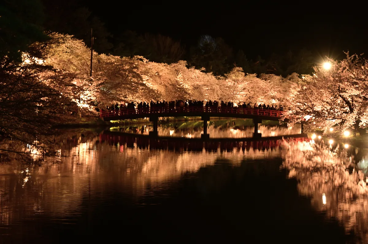夜桜ライトアップ