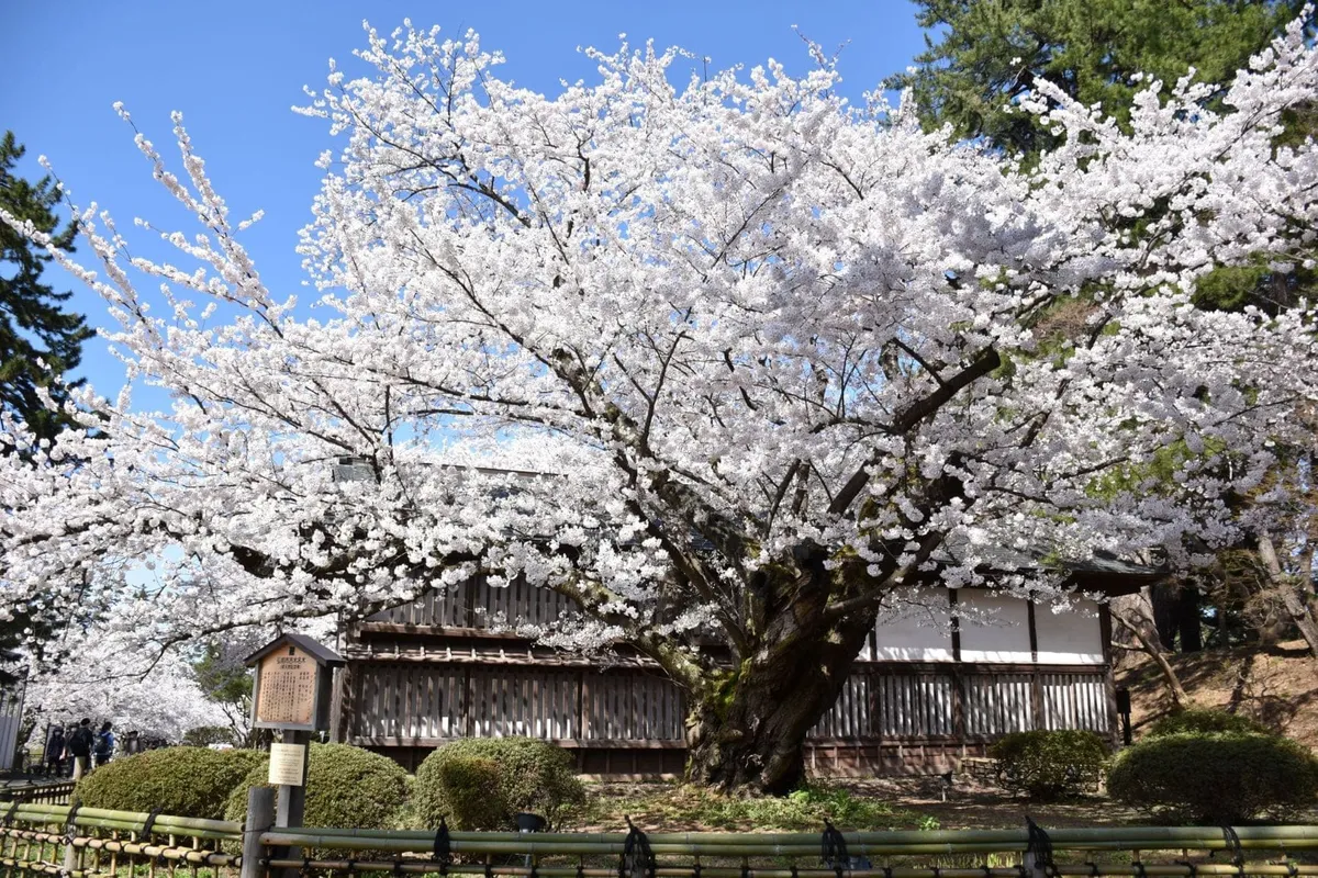 弘前公園の桜