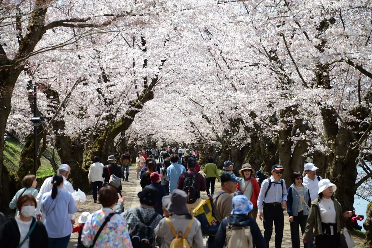 弘前公園の桜並木