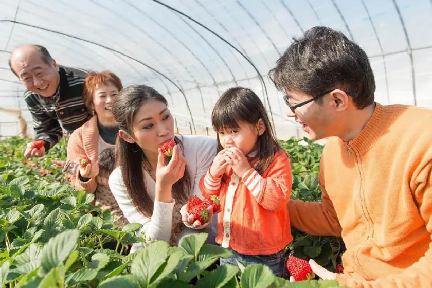 いちご狩り