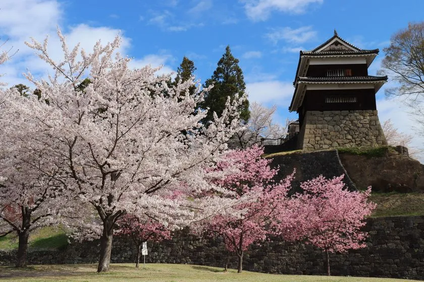 上田城の南櫓と満開の桜