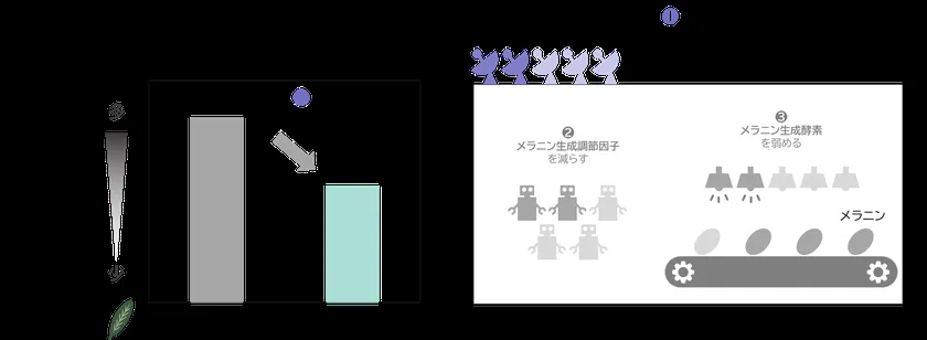 メラノサイトの受容体の量