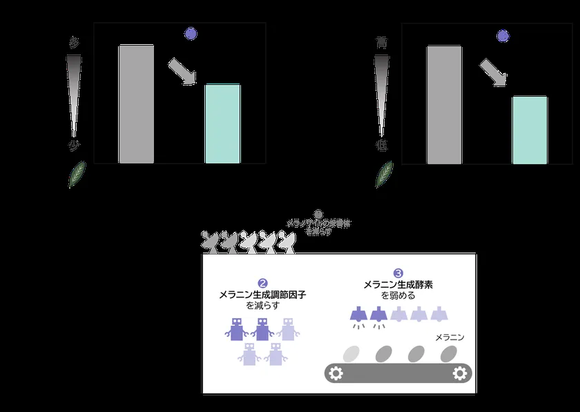 メラニン生成調節因子の量／メラニン生成酵素の活性