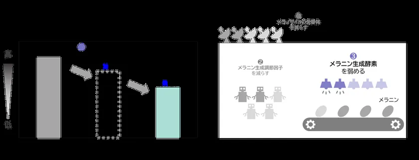 7種類の植物の組み合わせによる相乗的なシミ生成抑制効果