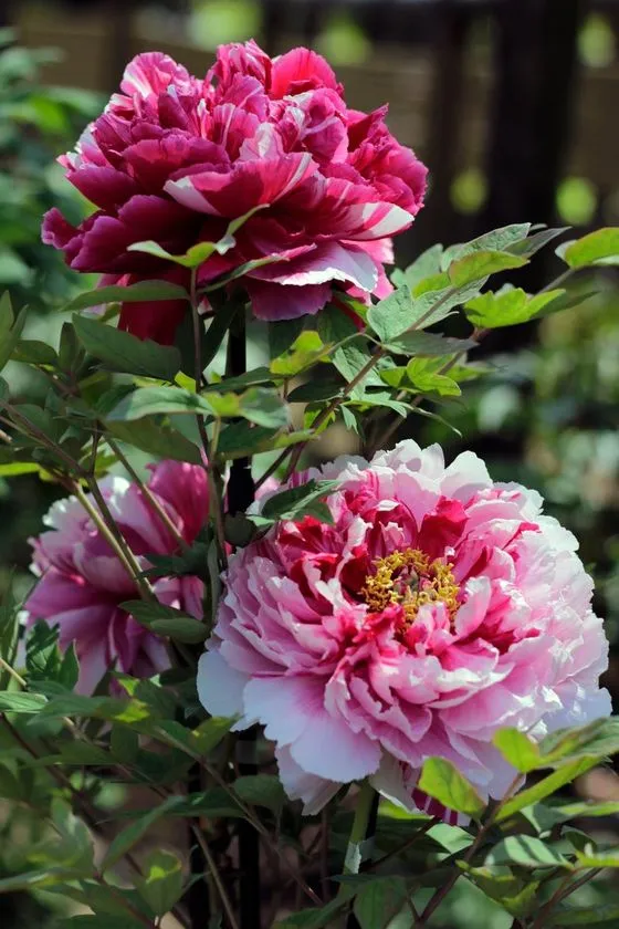 町田薬師池公園に咲く色鮮やかな牡丹の花