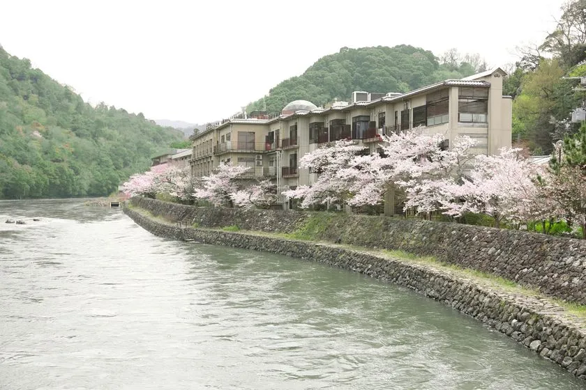 宇治川沿いの桜並木と建物の全景