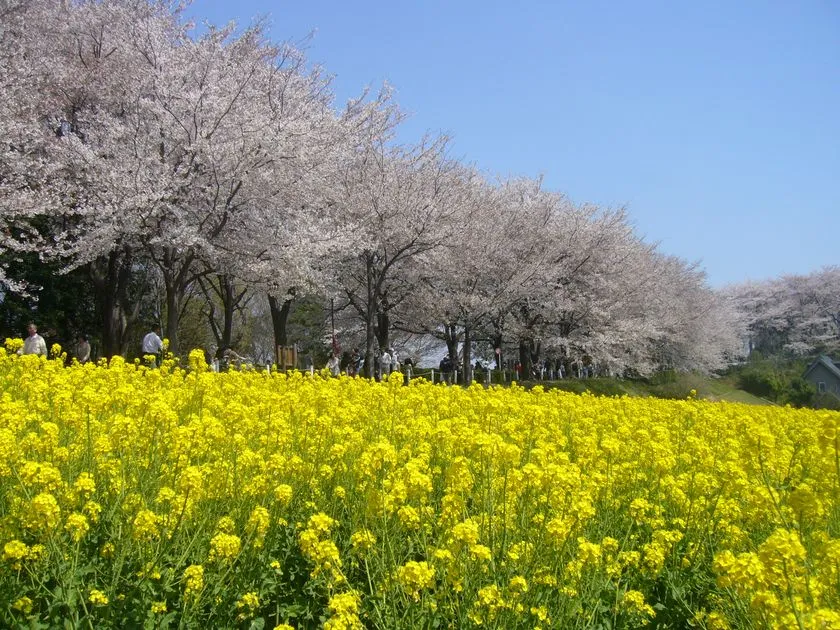 町田さくらまつり 尾根緑道会場