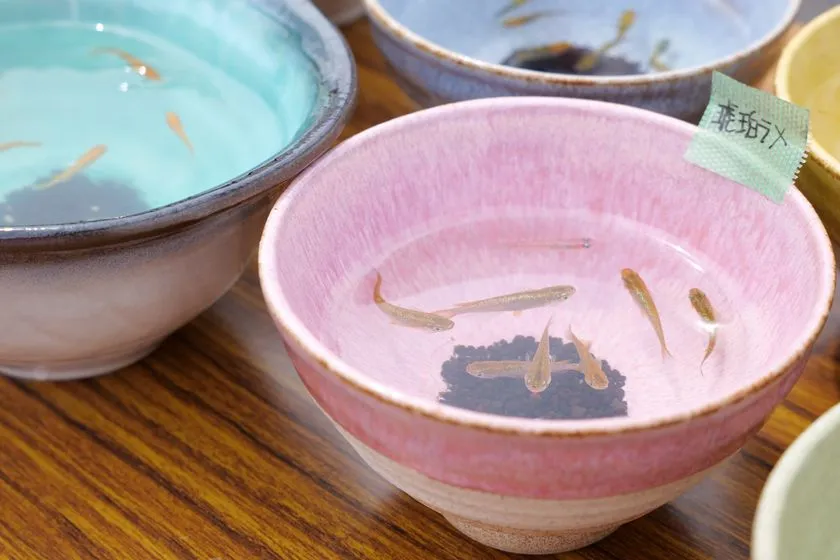 美濃焼の鉢にメダカが泳ぐ土岐メダカ祭りの展示風景