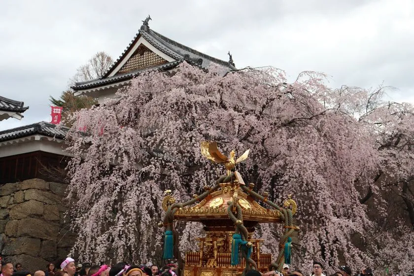 満開のしだれ桜と金色の神輿