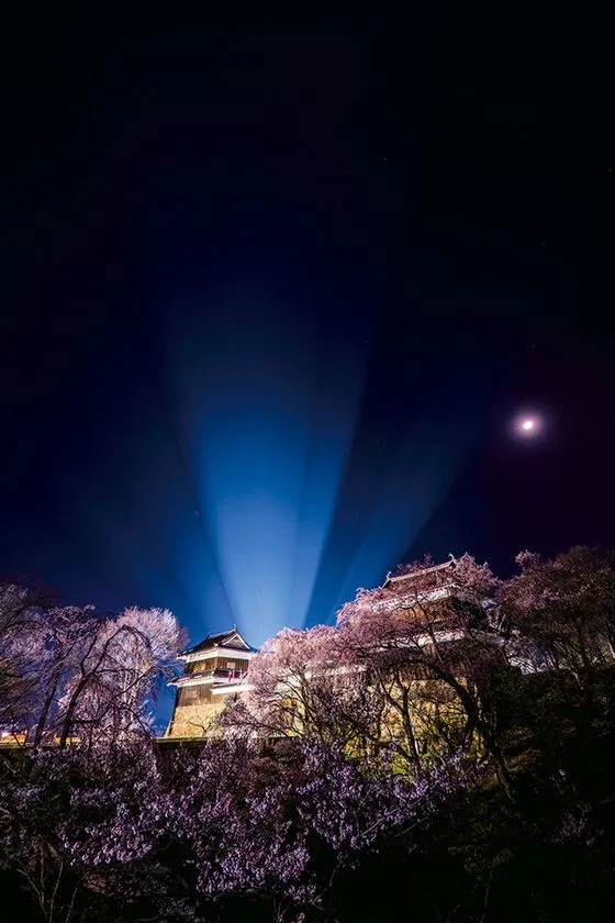 月夜に浮かぶ上田城櫓と夜桜のライトアップ