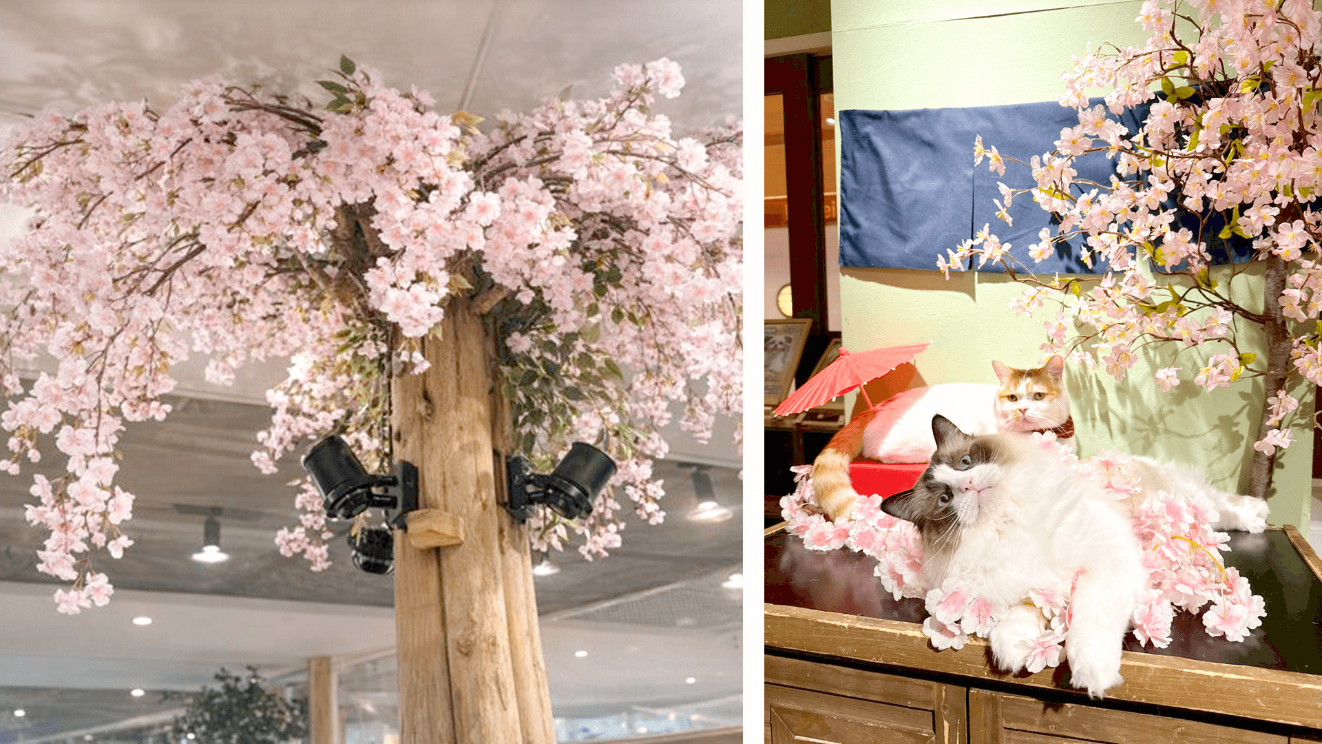 Animeal 室内お花見