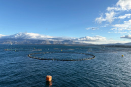 地中海で育てられた本鮪