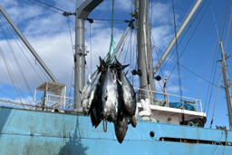 地中海で育てられた本鮪02