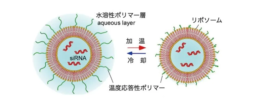ナノマシンが皮膚細胞に有効成分を高濃度で送達する仕組み