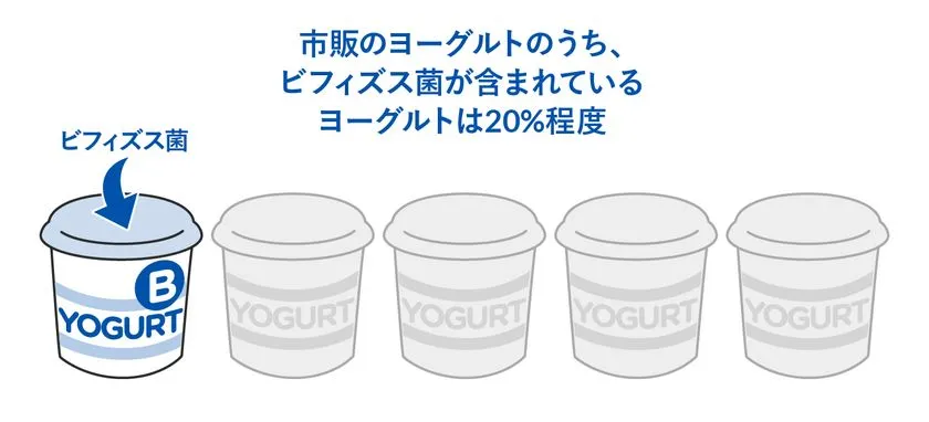 乳酸菌とビフィズス菌は全く異なる働きを持つ