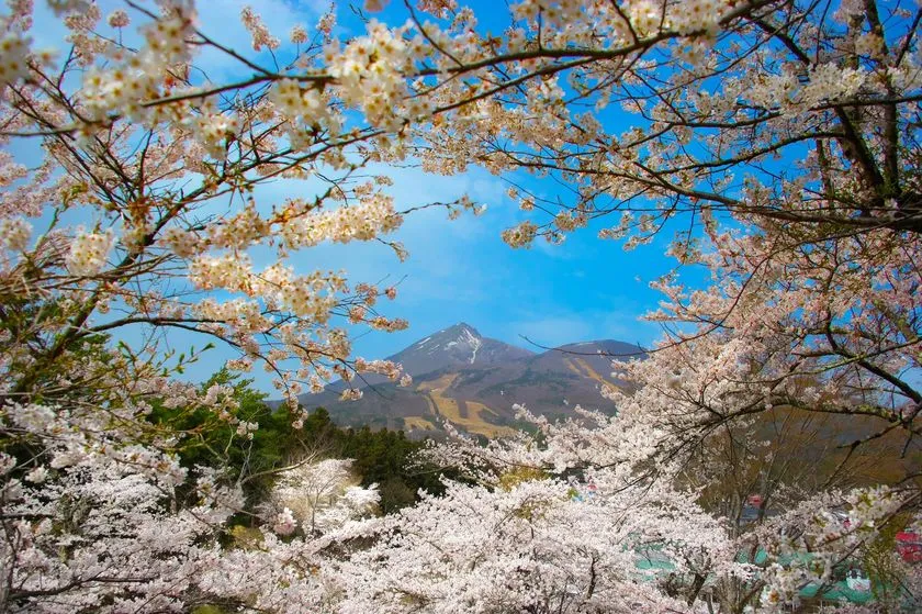 観音寺川の桜並木