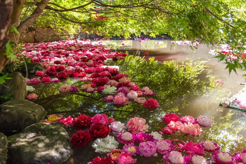 5月にはシャクヤクの「花筏」と紅葉のコラボも(土日限定)