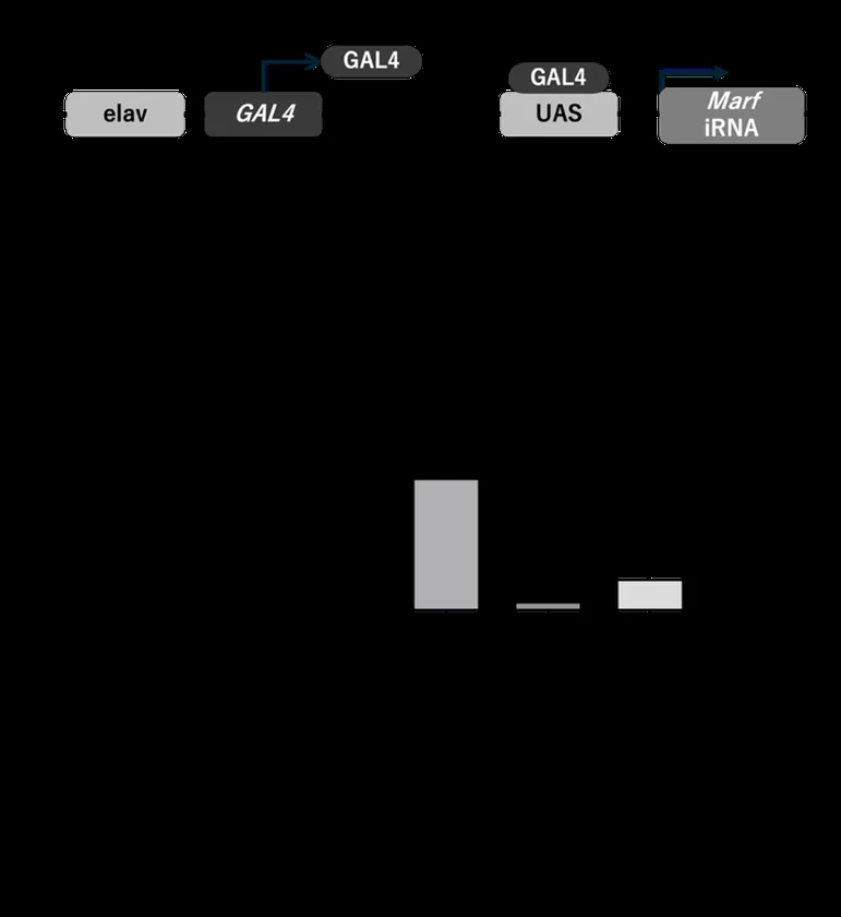 図1 MFN2ノックダウンショウジョウバエにおけるアルギニンの効果