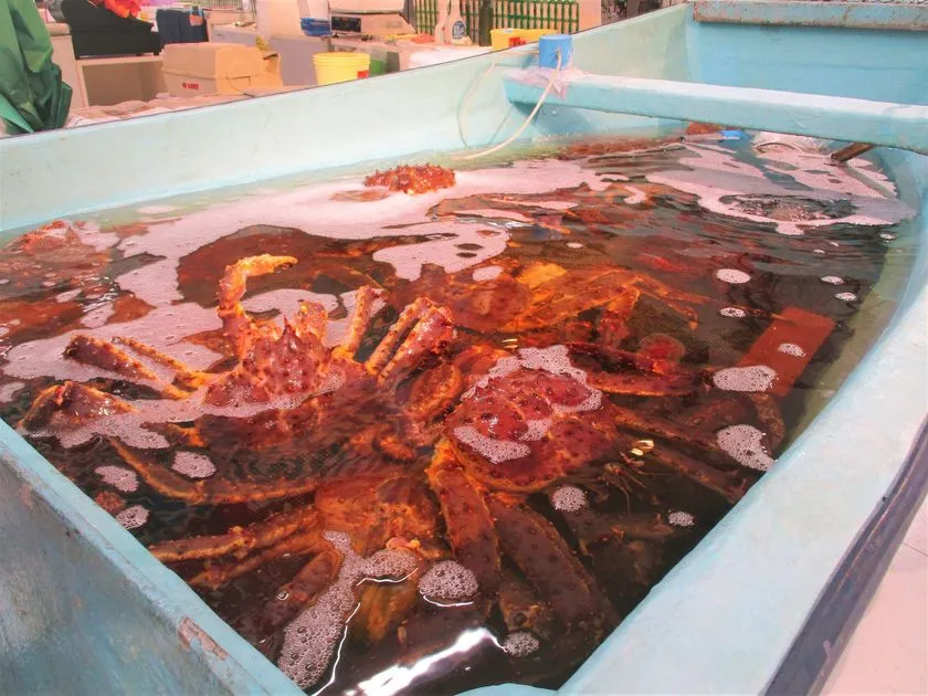 札幌蟹販の活きた海明け毛蟹