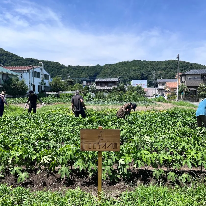 わしのねりプロジェクトで栽培