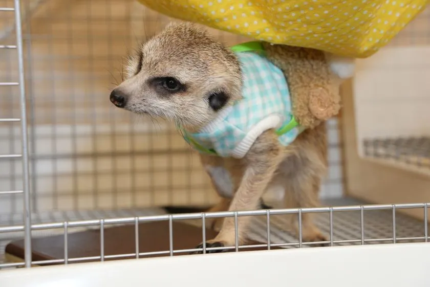 ミーアキャット(1)