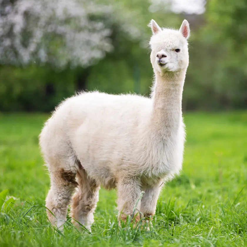 新たに入園するアルパカ