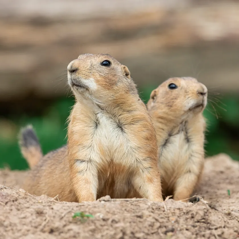 新たに入園するプレーリードッグ