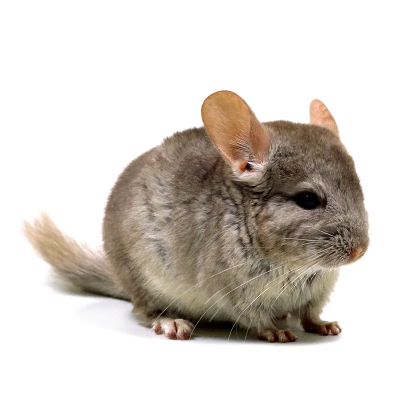 新たに入園するチンチラ