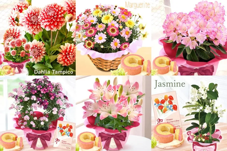 カーネーション以外にも幅広い花鉢がそろう母の日ギフト