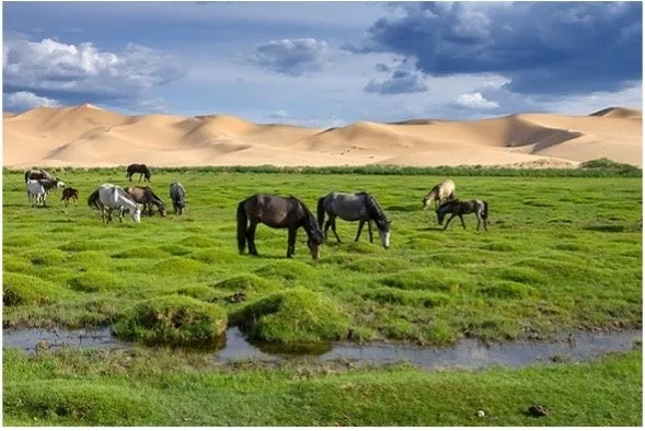 馬肉や高麗人参6年根など和漢素材を取り入れたKONOSAKUのコース料理