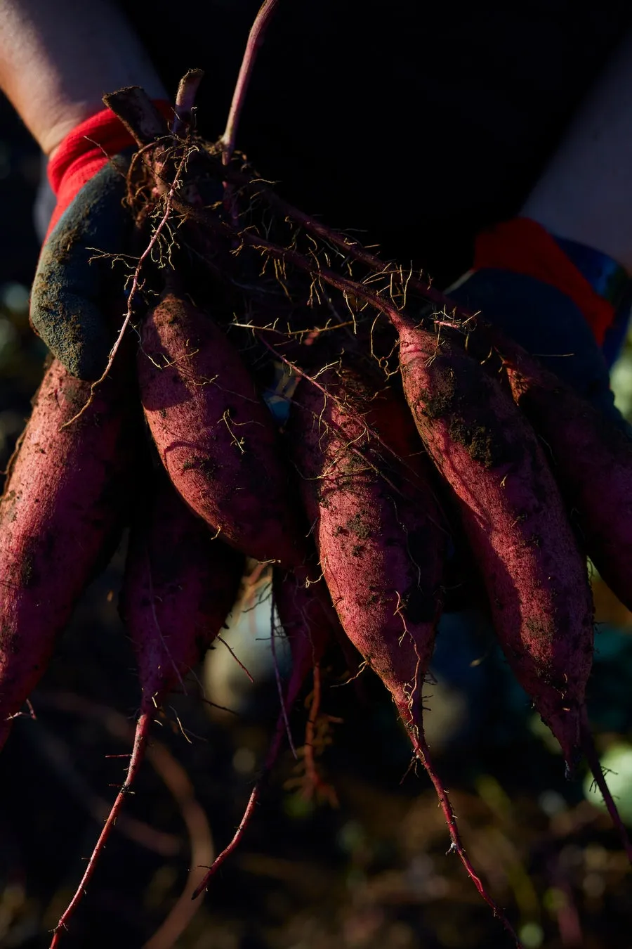 Kinmitsuimo Factoryの製造拠点イメージ