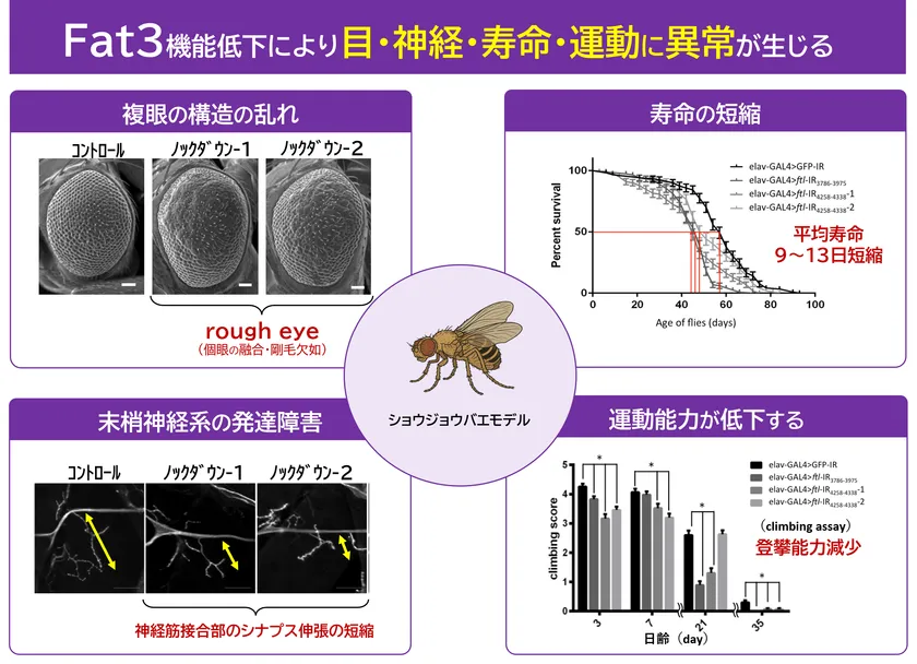 ショウジョウバエモデルでFAT3機能低下により寿命短縮や運動能力低下が起きたことを示す図
