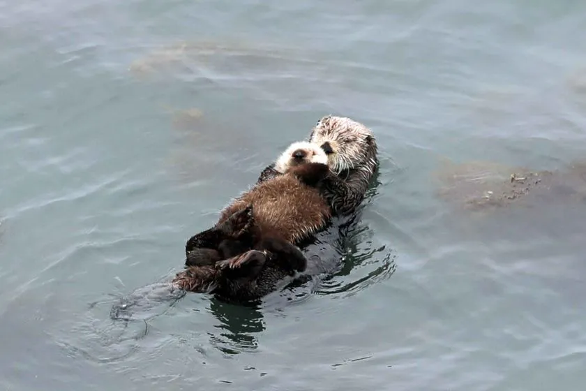 霧多布岬周辺で観察できる野生のラッコ
