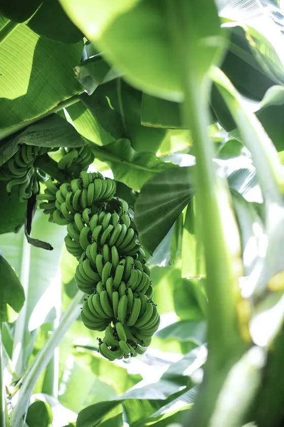 醸造に使用された青バナナ