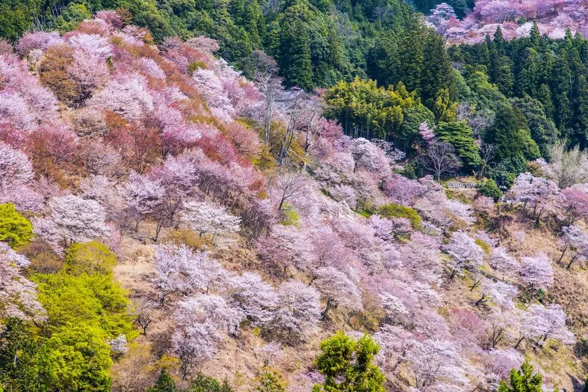 吉野千本桜の香りをイメージした入浴料