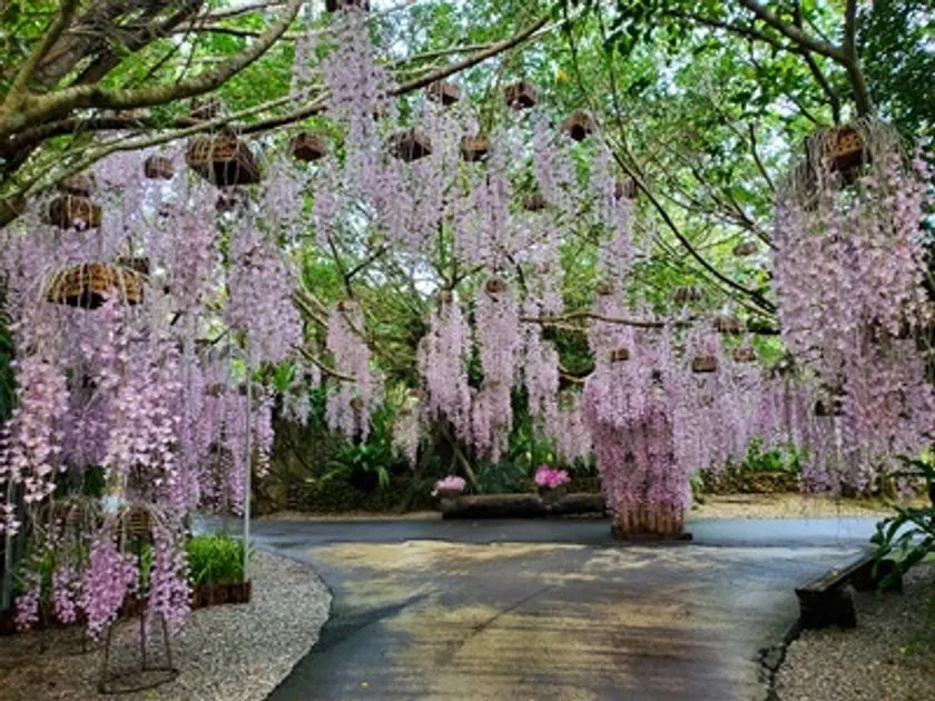下垂らんが連なる会場風景