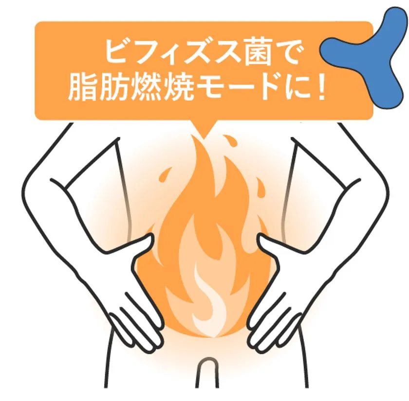 ビフィズス菌入りヨーグルトが脂肪燃焼モードにつながることを示すビジュアル