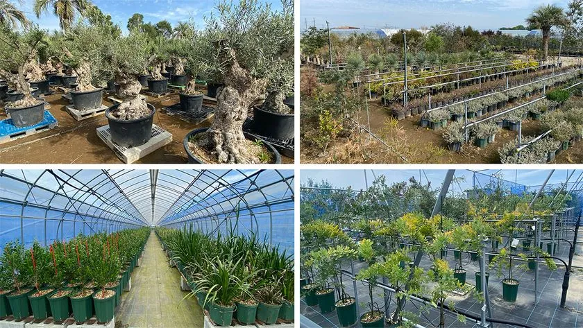 オリーブの古木など希少樹木が並ぶKayu style Botaniqa Atelierの展示風景