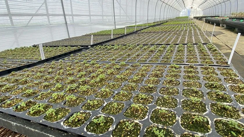 輸入苗木を日本の環境に適応させるために育成している施設内の様子