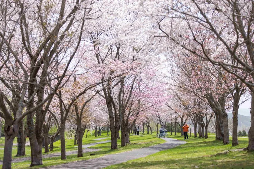 満開の桜並木のアーチが続く遊歩道。緑の芝生と散策する人々が写り、ニセコエリアのGW花見スポットの情景
