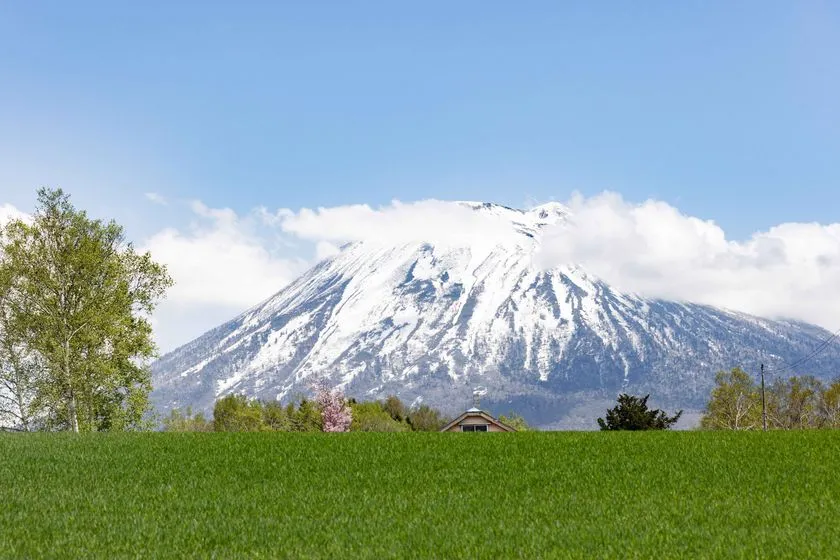 残雪を頂く羊蹄山の全景と、手前に広がる青々とした草地・桜の木・農家が映る春のニセコ田園風景写真