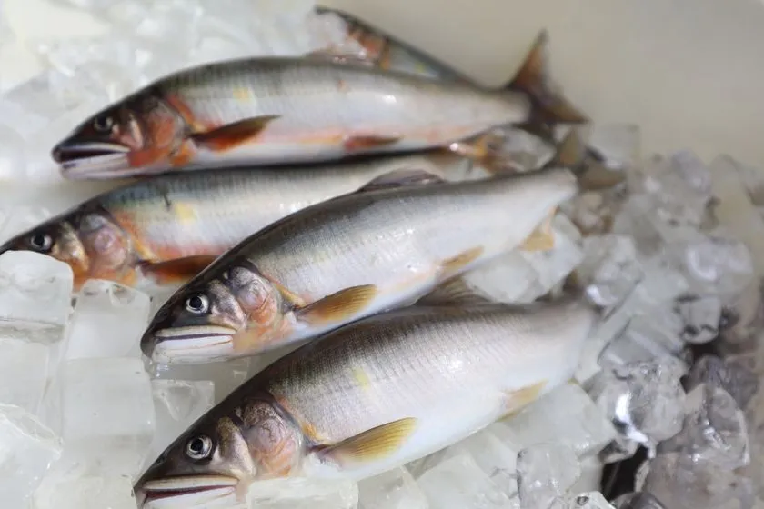 氷の上に並べられた天然鮎4尾のアップ写真。銀白色の体色・黄色いヒレ・赤みのある斑点が鮮明に確認でき、鮮度の高さを示している