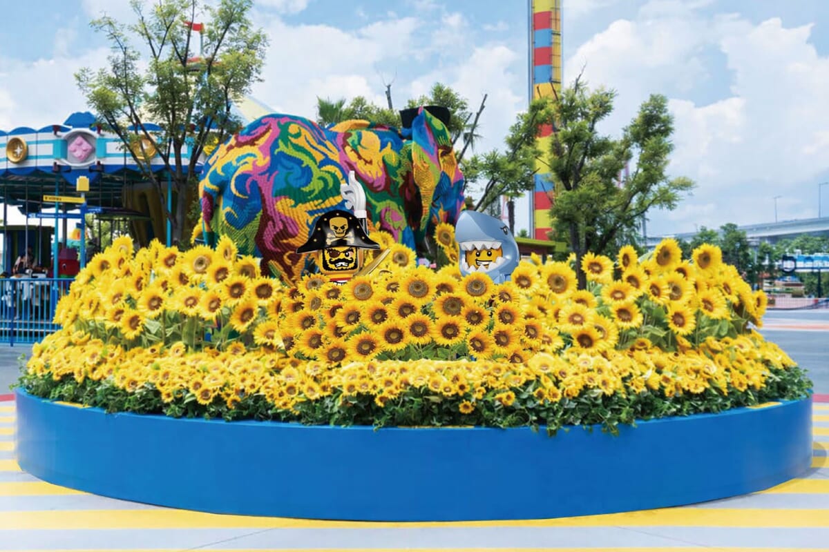 夏のフォトスポット「ひまわり」1