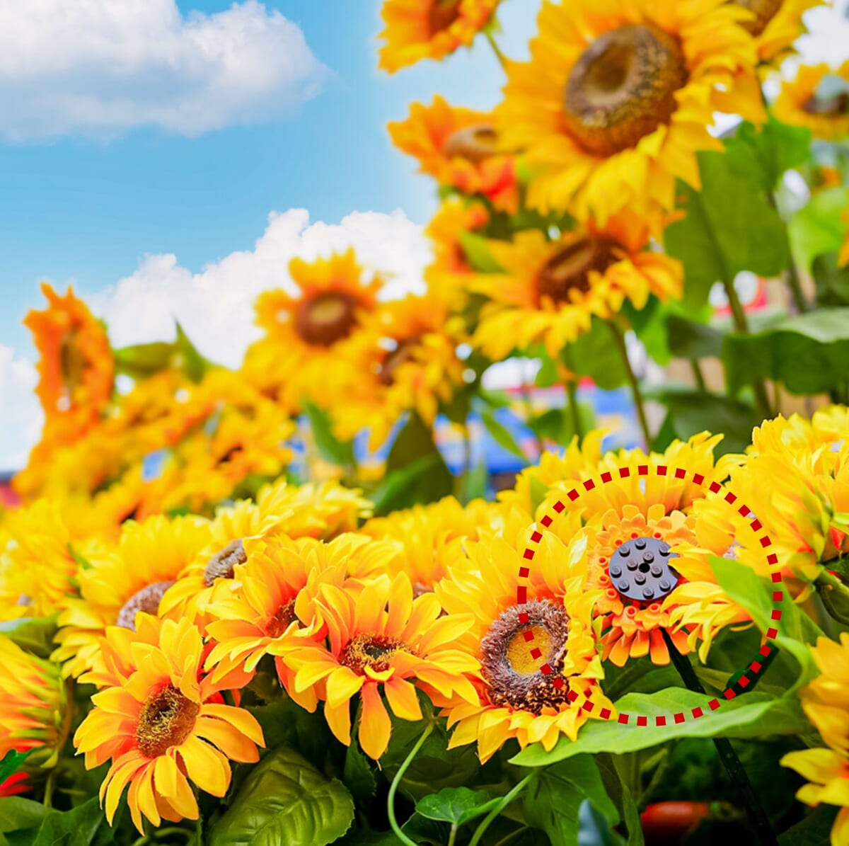 夏のフォトスポット「ひまわり」2